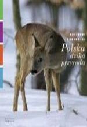 Polska Dzika Przyroda / Sarna